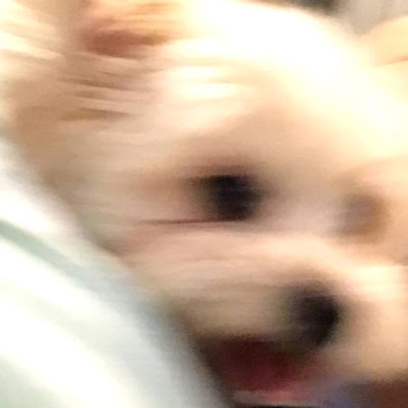 Meet your Posher, Stella - Picture 1 of 1